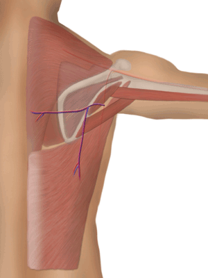 Scapula flap